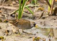 Sora