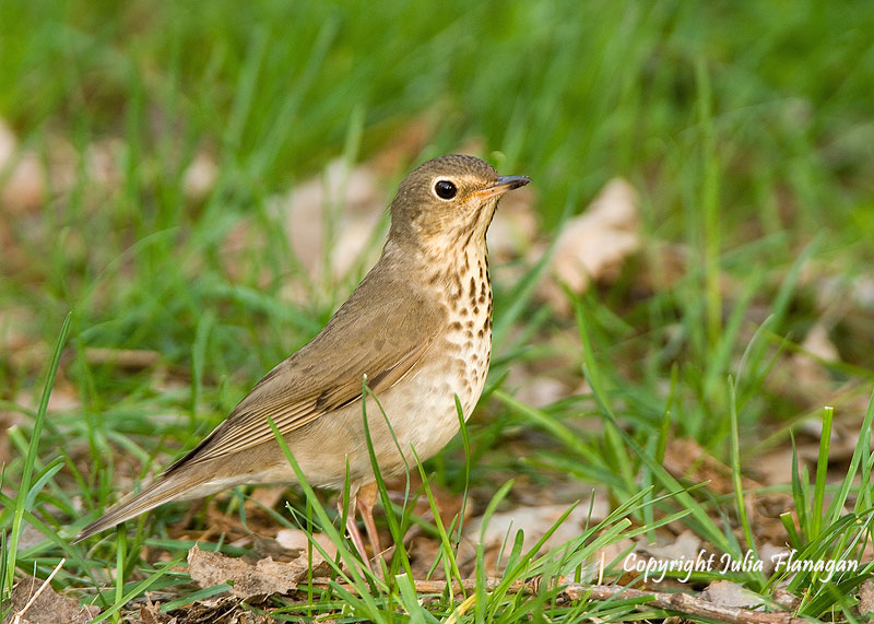Swainson's Thrush