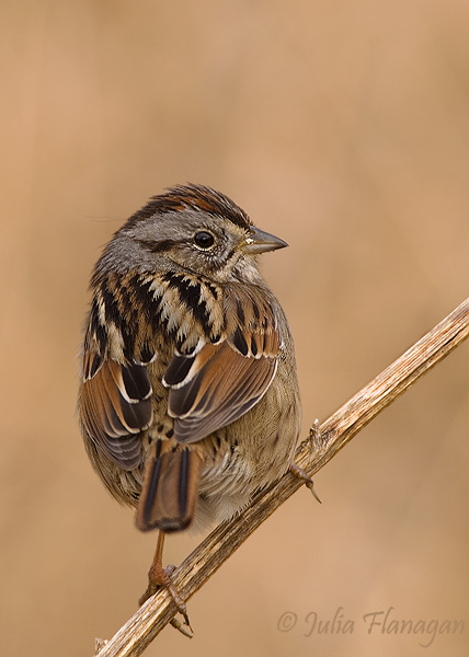 Swamp Sparrow