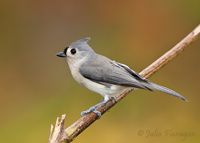 Tufted Titmouse