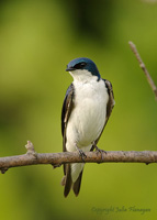 Tree Swallow