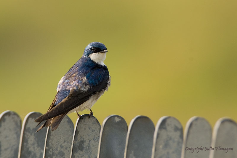 Tree Swallow