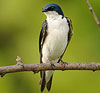 Tree Swallow