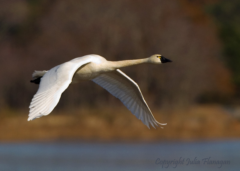 Tundra Swan in Flight