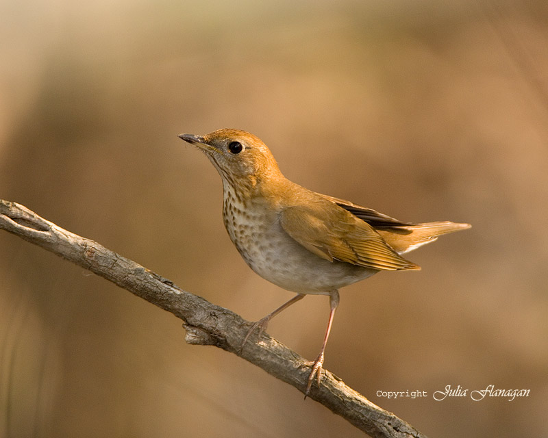 Veery