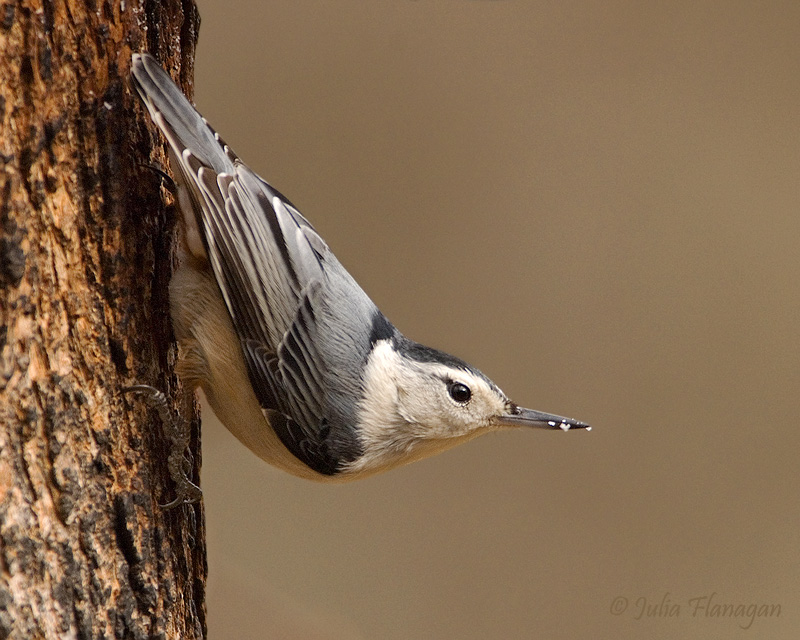 White-breasted Nuthatch