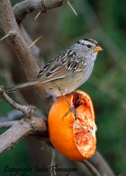 White-crowned Sparrow