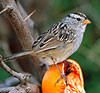 White-crowned Sparrow