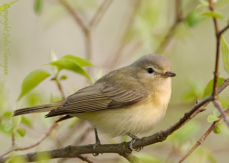 Warbling Vireo
