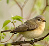 Warbling Vireo