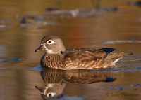 Wood Duck, female