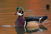 Wood Duck, male