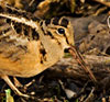 American Woodcock