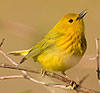 Yellow-rumped Warbler