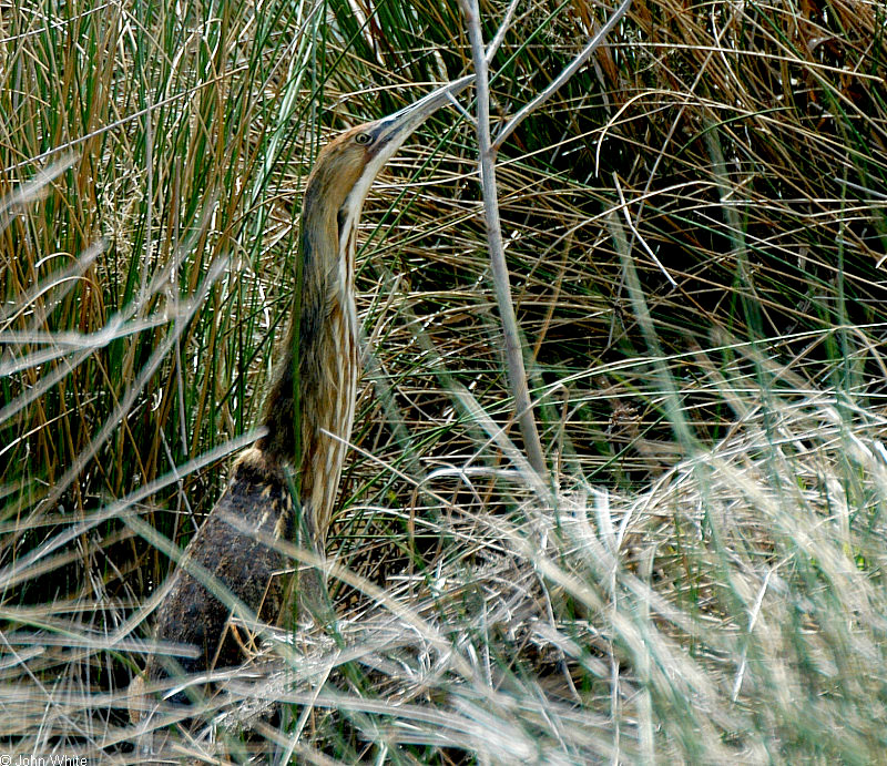 American Bittern