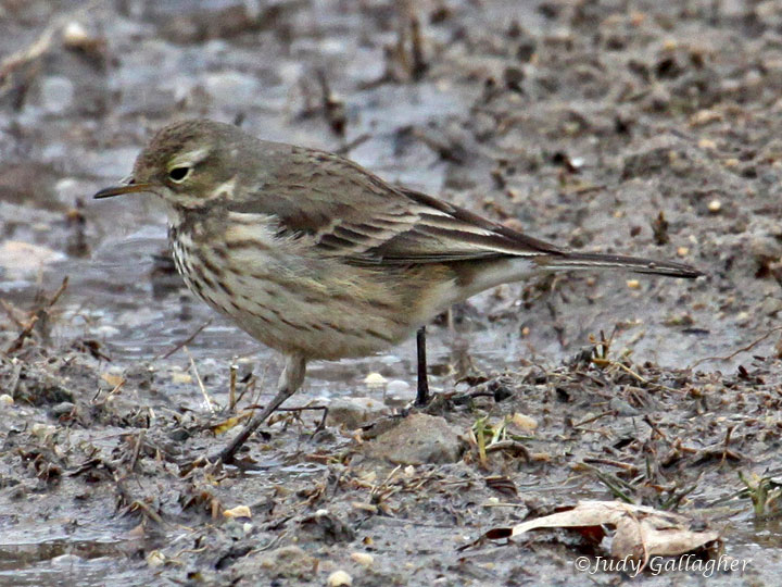 American Pipit