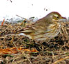 American Pipit