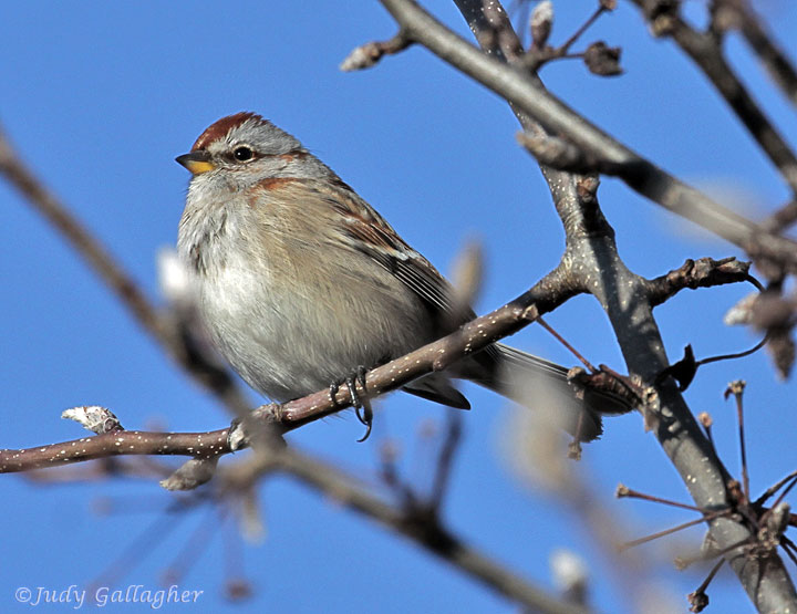 American Tree Sparrow