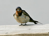 Barn Swallow