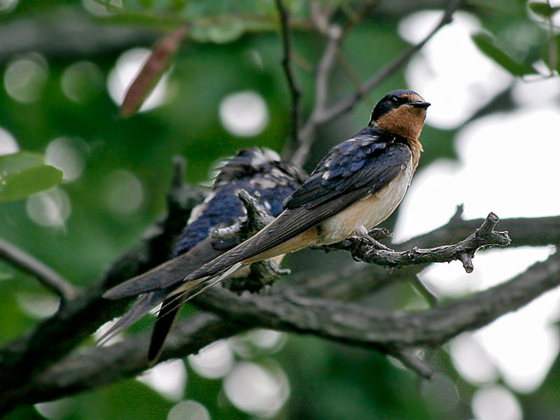 Barn Swallow