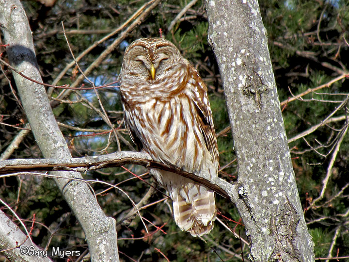 Barred Owl
