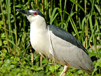 Black-crowned Night-Heron