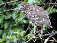 Immature Black-crowned Nigt-Heron