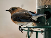 Eastern Bluebird