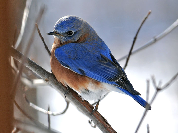 Eastern Bluebird