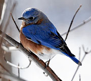 Virginia Bluebird