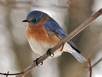 Virginia Bluebird