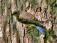 Immature Bluebird