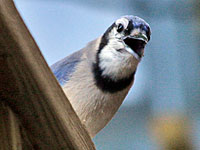 Blue Jay