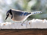 Blue Jay