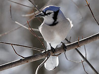 Blue Jay