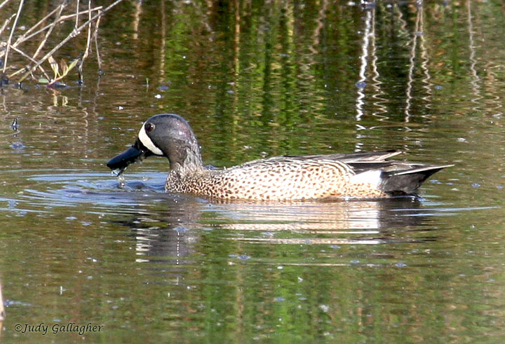 Blue-winged Teal