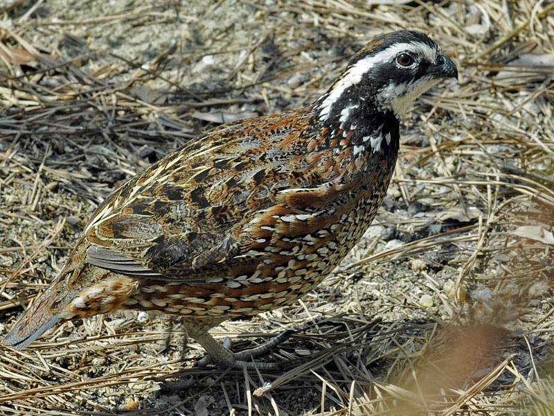 Northern Bobwhite