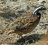 Northern Bobwhite