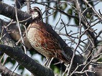 Northern Bobwhite