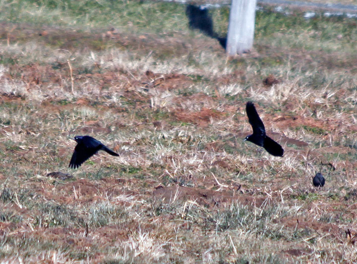 Brewer's Blackbird