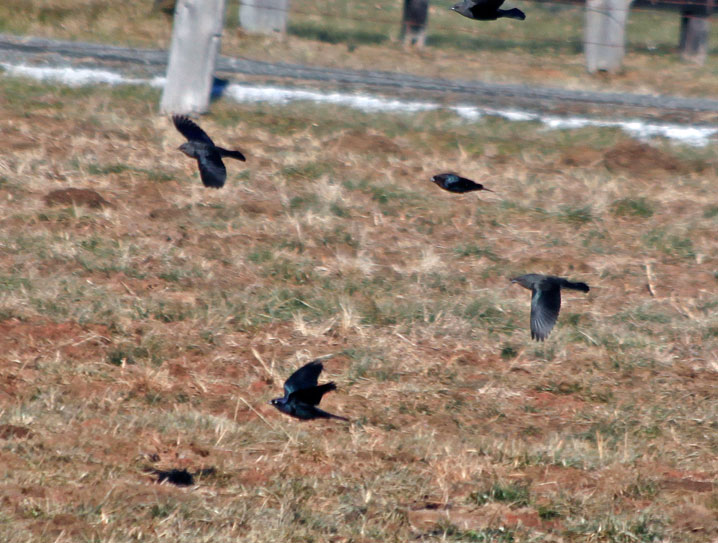 Brewer's Blackbird