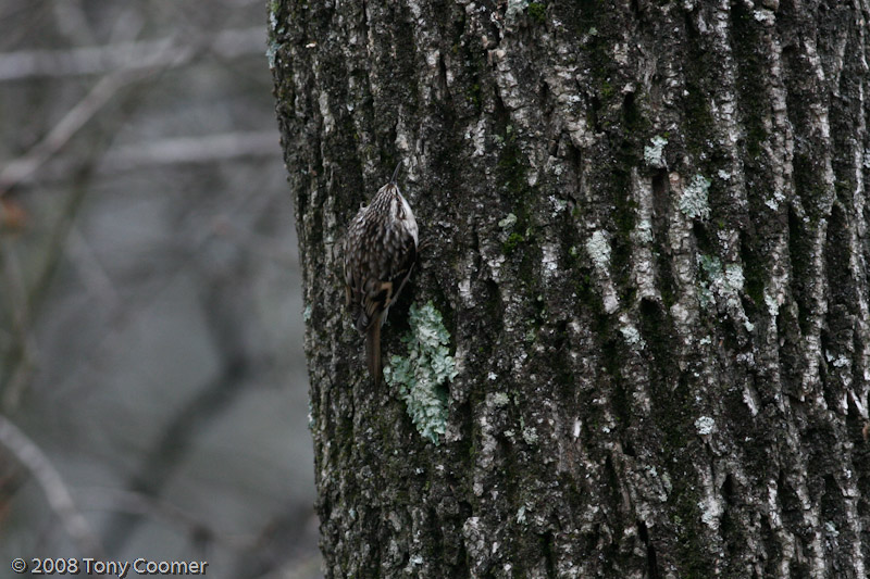 Brown Creeper