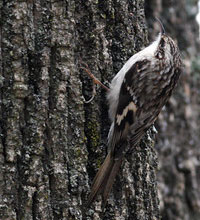 Brown Creeper