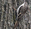 Brown Creeper 