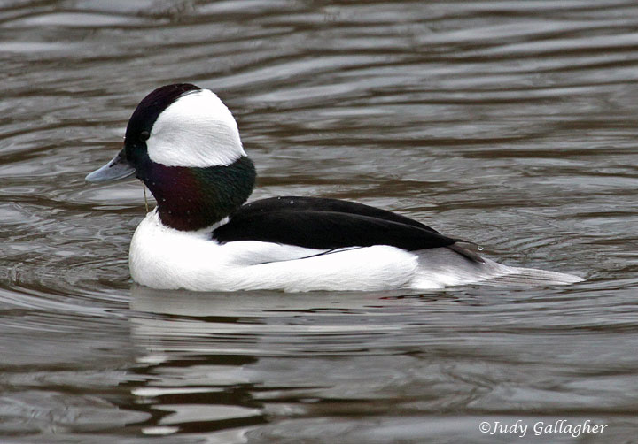 Bufflehead (male)