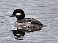 Bufflehead (female)