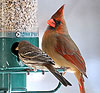Winter birds