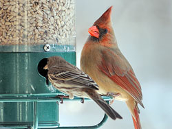 Female Northern Cardinal