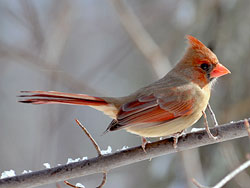 Female Cardinal