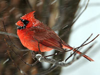 Northern Cardinal